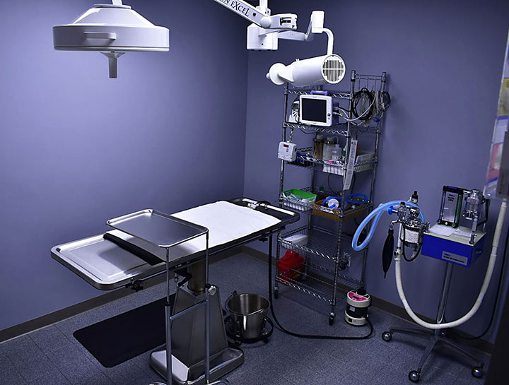 $City Veterinary Surgeries