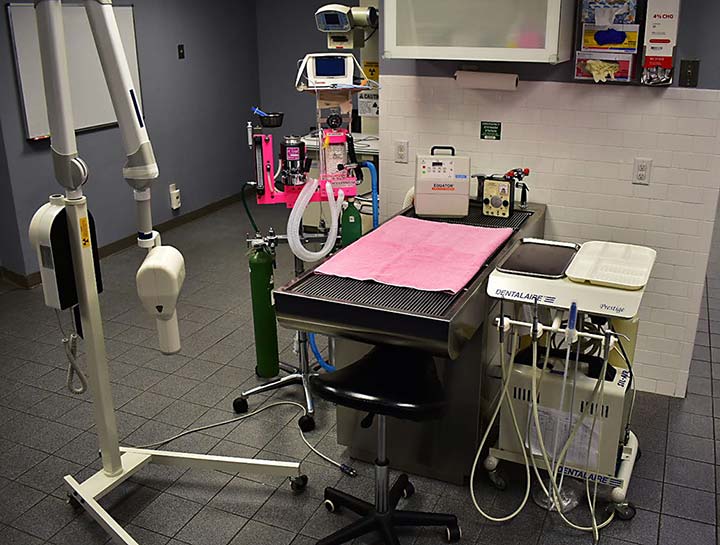 $City Pet Dentists